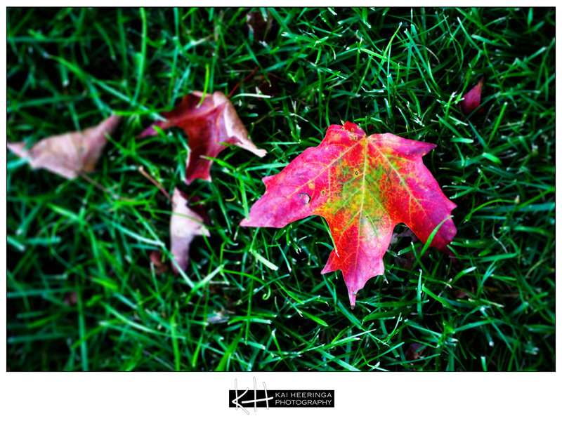 SaraJasonWedding-16 SaraJasonWedding-16