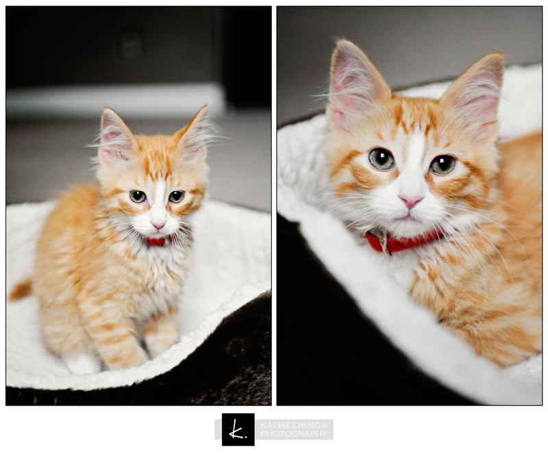 Epworth-Cat-1